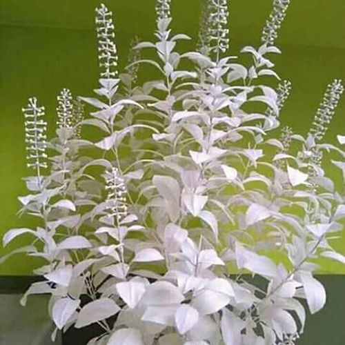 Basil Tree