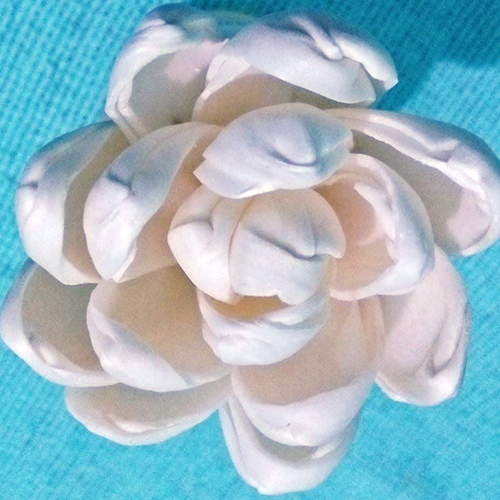 White Sola Wood Sun Flower