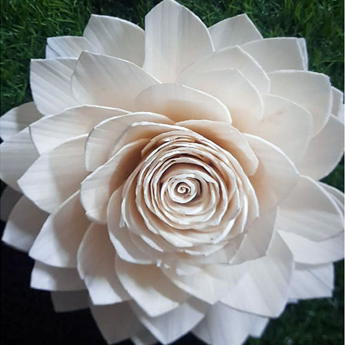 White Lotus Sola Flower