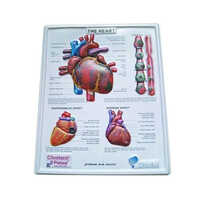 Pvc Embossed Poster - Color: Multicolor