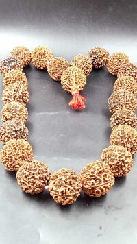 Natural Papua 5 Mukhi Rudraksha 21+1 Beads Mala