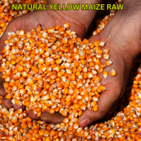 Natural Yellow Maize Raw Whole Corn - 25 Kilograms, A+ Grade, Starchy & Slightly Sweet Taste, Pure & Unprocessed Quality