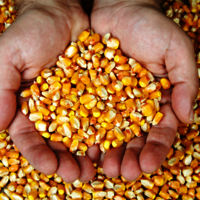 Natural Yellow Maize RAW