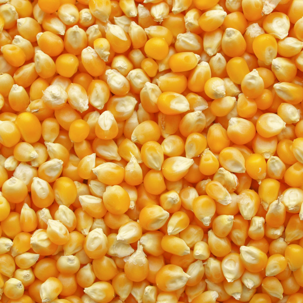 Natural Yellow Maize RAW