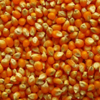 Natural Yellow Maize RAW