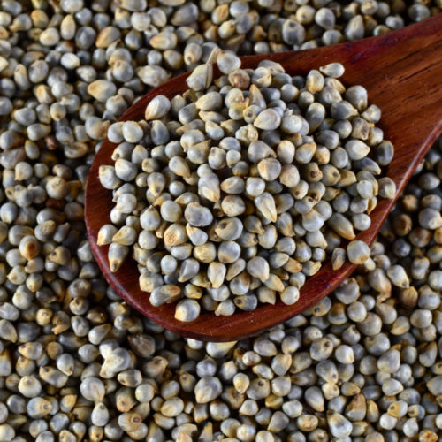 Natural Pearl Millet Bajra-Raw - Color: Green