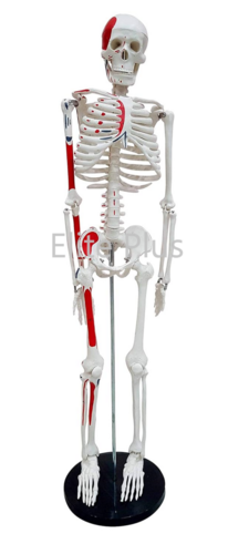 ZX-S102PN Human Skeleton Model 85 cm Numbered