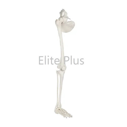 ZX-1210 Leg Bones Model Life Size