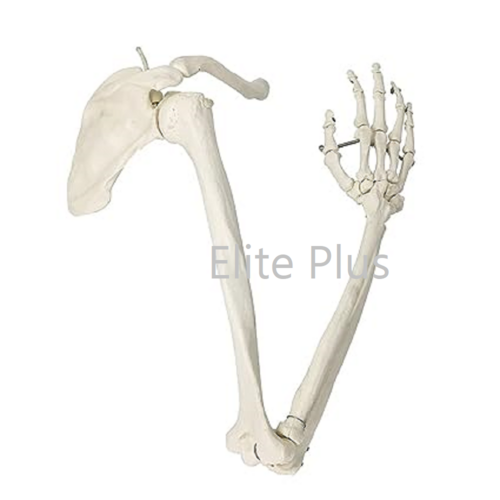 ZX-1211 Arm Bones Model Life Size