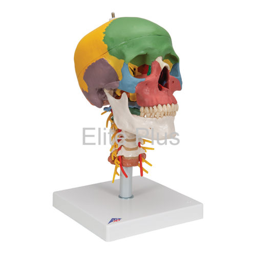 Zx-s135p Skull Model Painted With Cervical Vertebrae