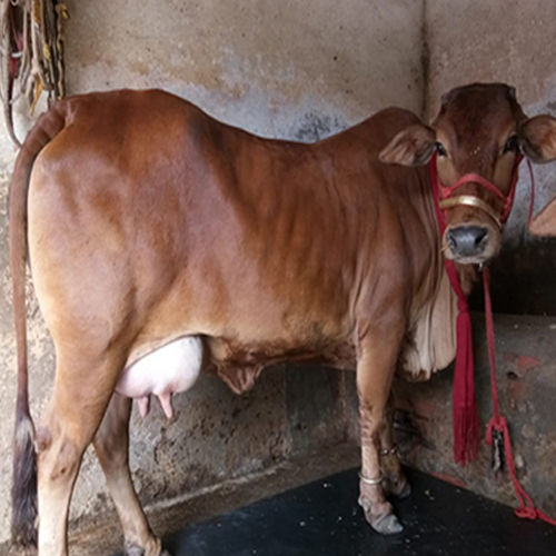 Brown Pure Sahiwal Cow