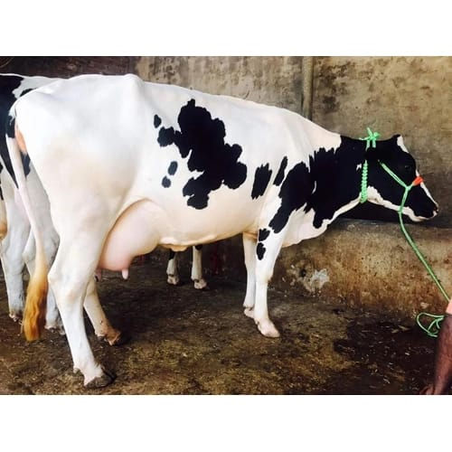 Pure Holstein Jersey Cow