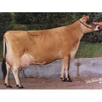 Pure Jersey Cow