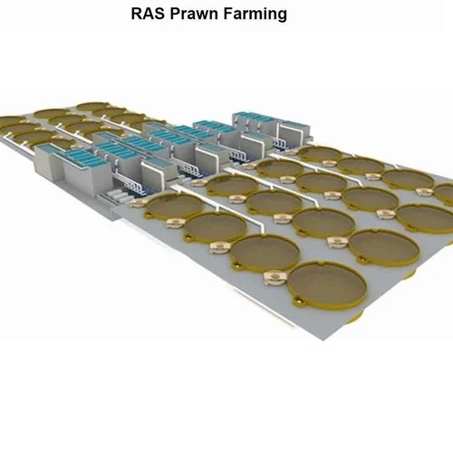 RAS Prawn Farming