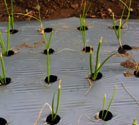 Siddhi Mulch Film 25 Micron with Hole for Onion / Garlic Color Silver/Black  4 feet x 400m