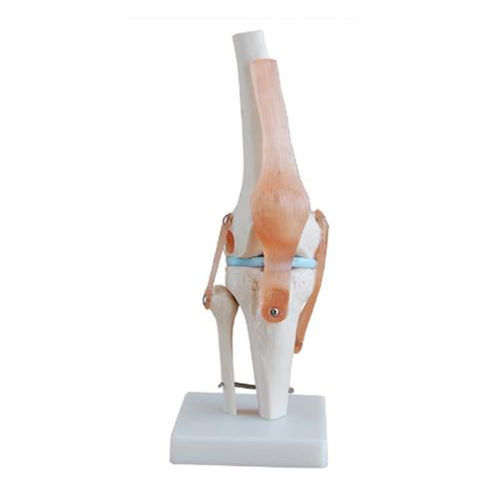 Life-Size Knee Joint Model