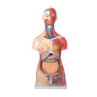 Multicolor 85cm Unisex Muscle Torso 30 Parts