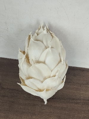 Sola wood pain flower