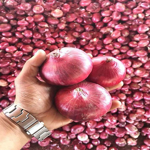 Indian Big Onion
