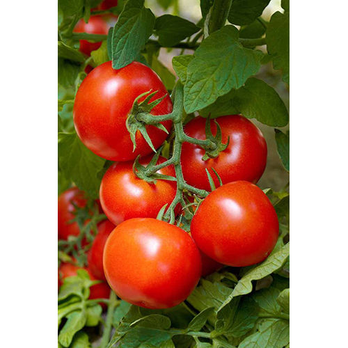 Red Tomato