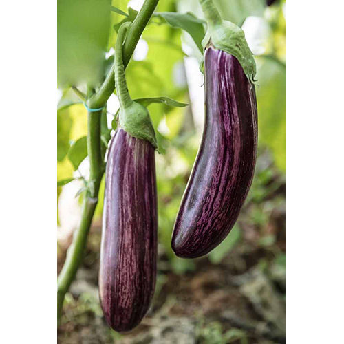 Organic Purple Long Brinjal