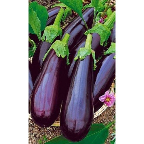 Fresh Purple Long Brinjal