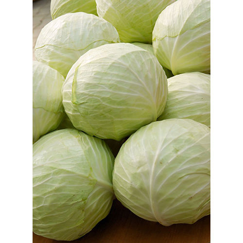 Green Cabbage