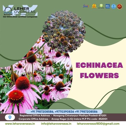 Echinacea flowers