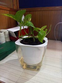 5 Inch Plastic Automatic Watering Planter With Transparent Pot