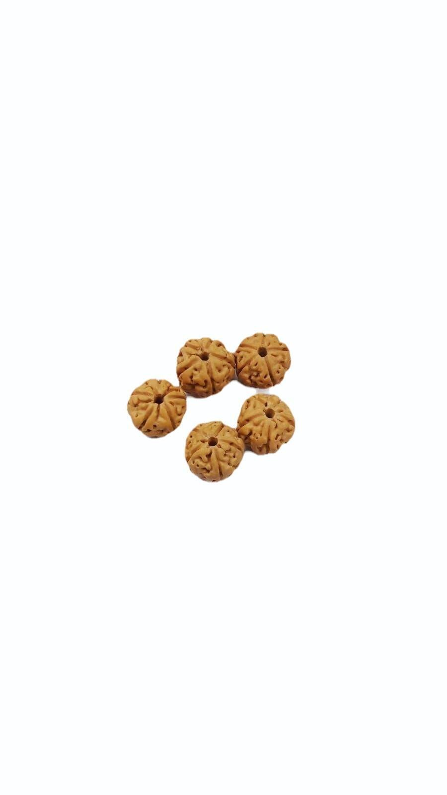 5 Mukhi Rudraksha Indonesia