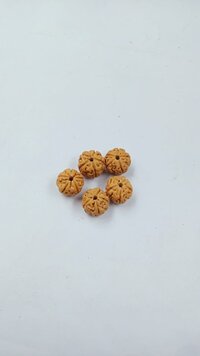 5 Mukhi Rudraksha Indonesia