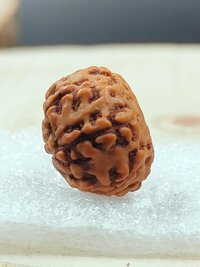 11 Mukhi Rudraksha Indonesia