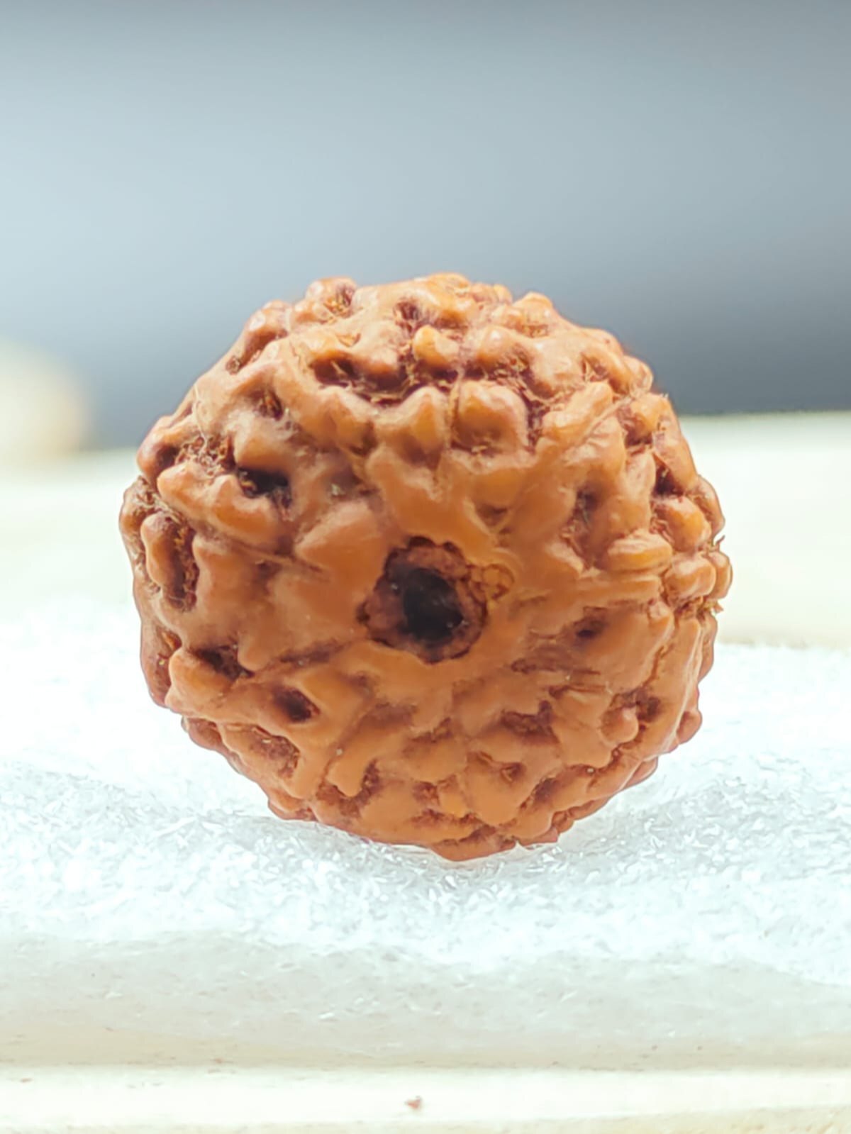 11 Mukhi Rudraksha Indonesia