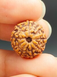 11 Mukhi Rudraksha Indonesia