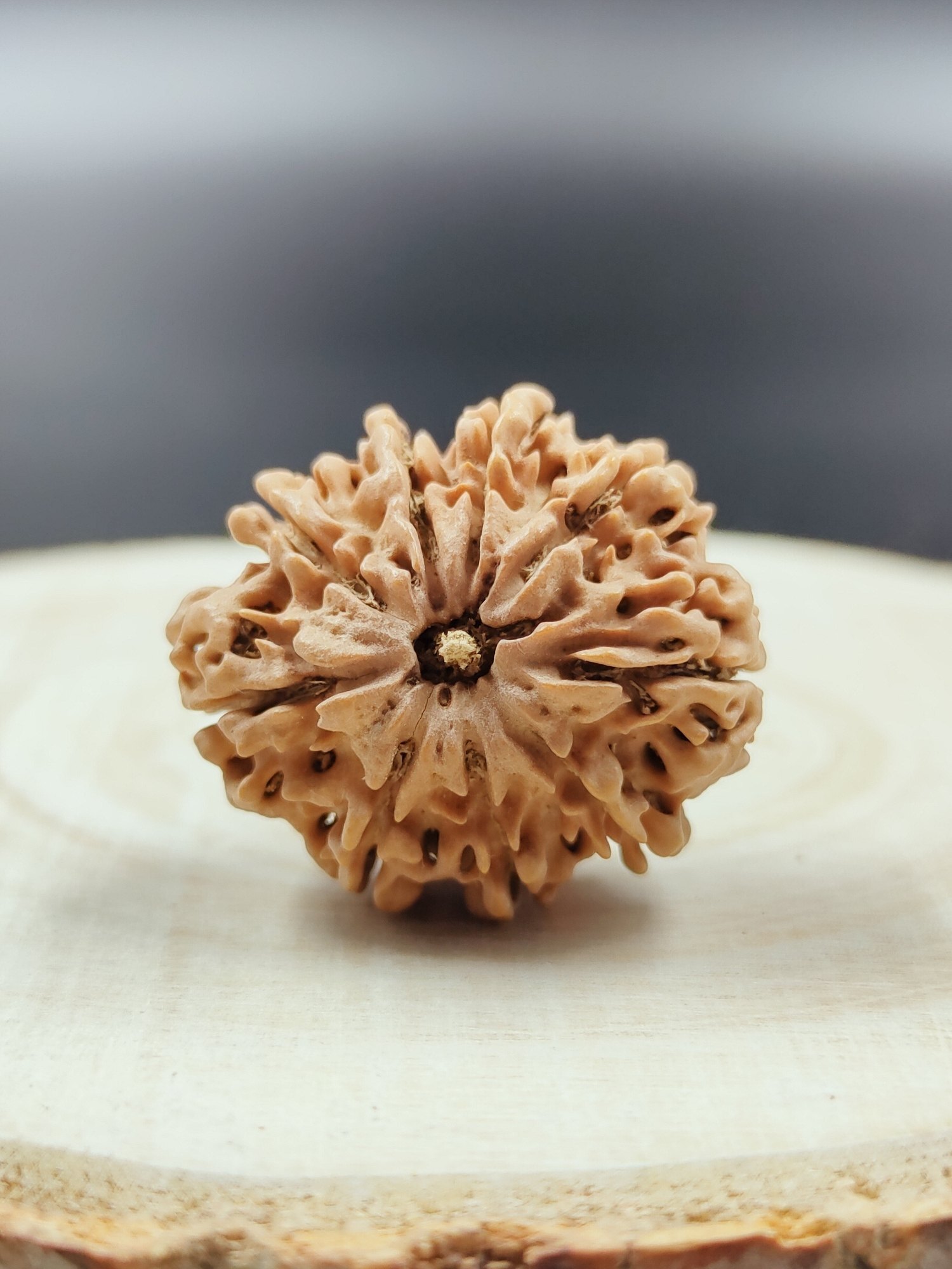 9 Mukhi Rudraksha Nepali