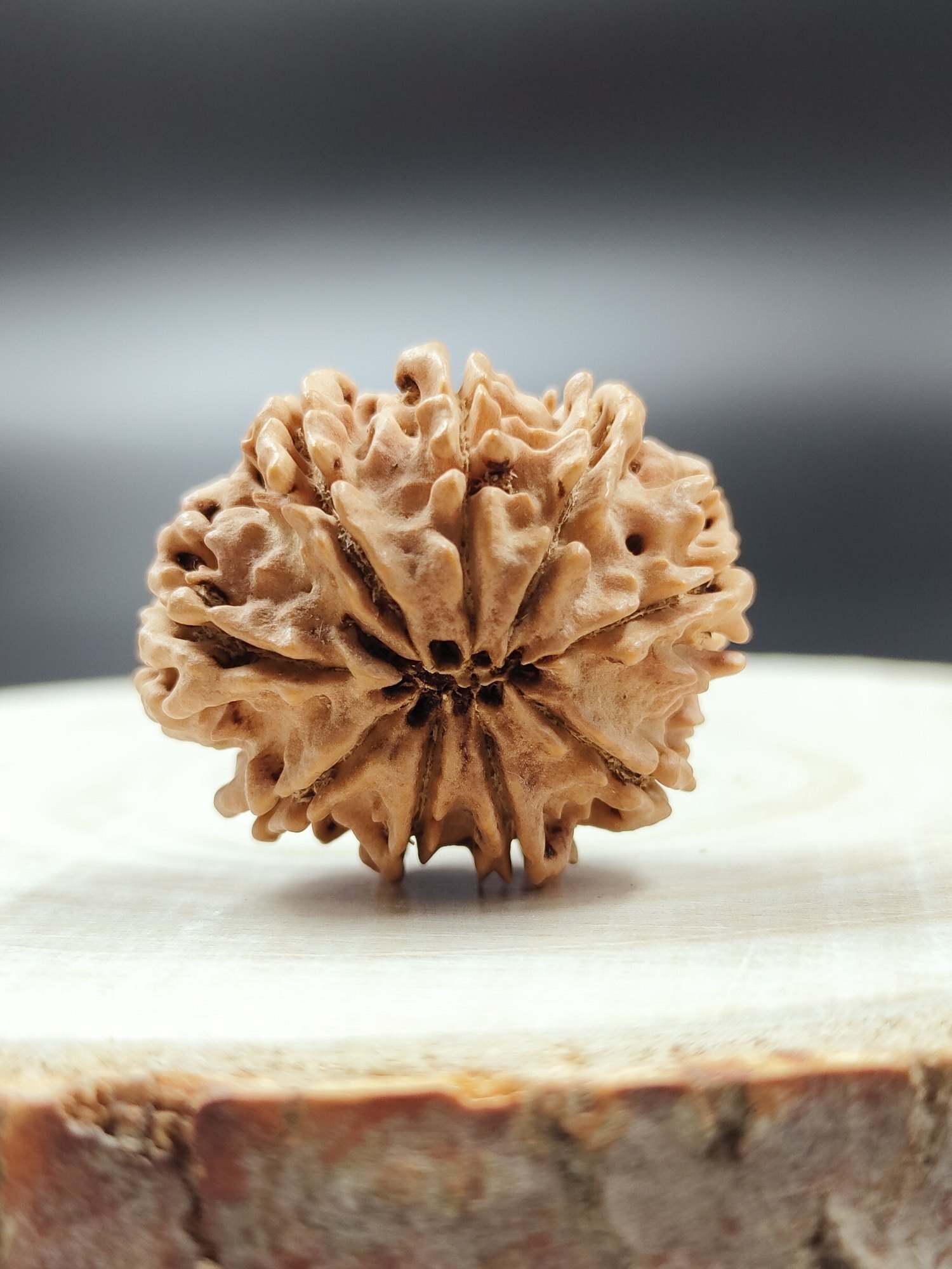 9 Mukhi Rudraksha Nepali