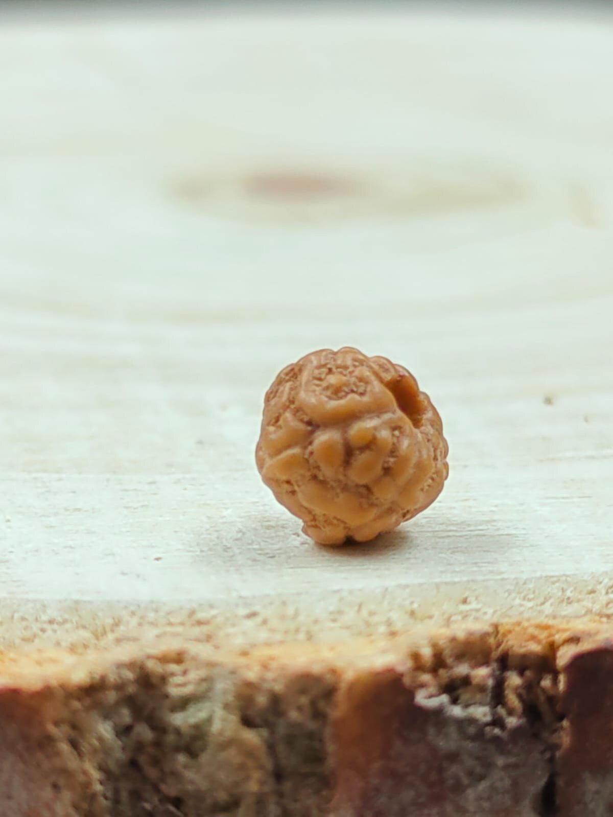 7 Mukhi Rudraksha Indonesia