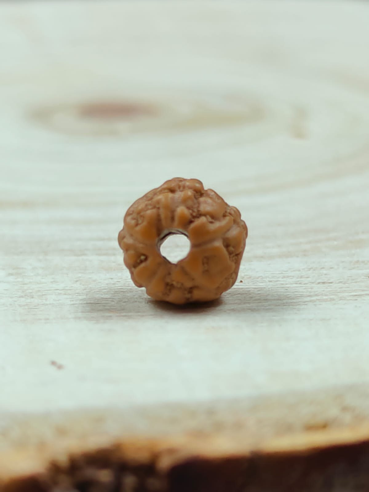 7 Mukhi Rudraksha Indonesia