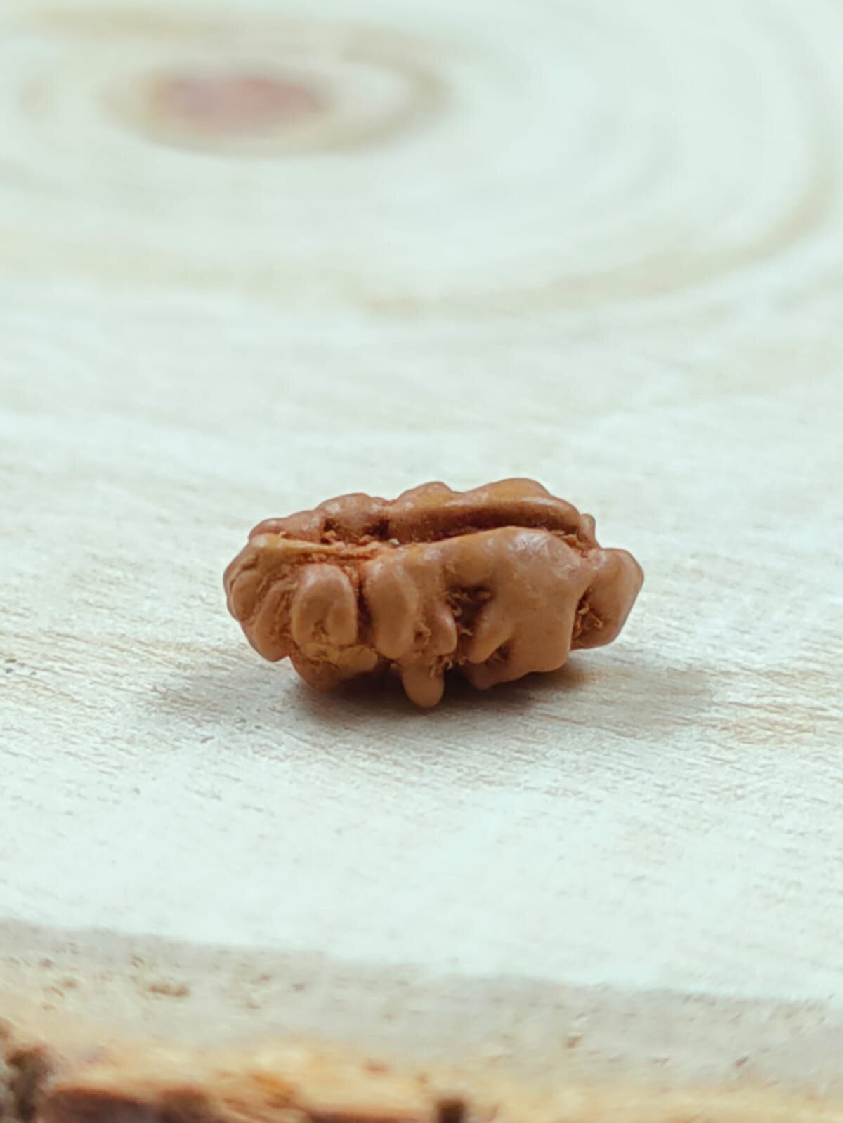 Natural 1 Mukhi Rudraksha Indonesia