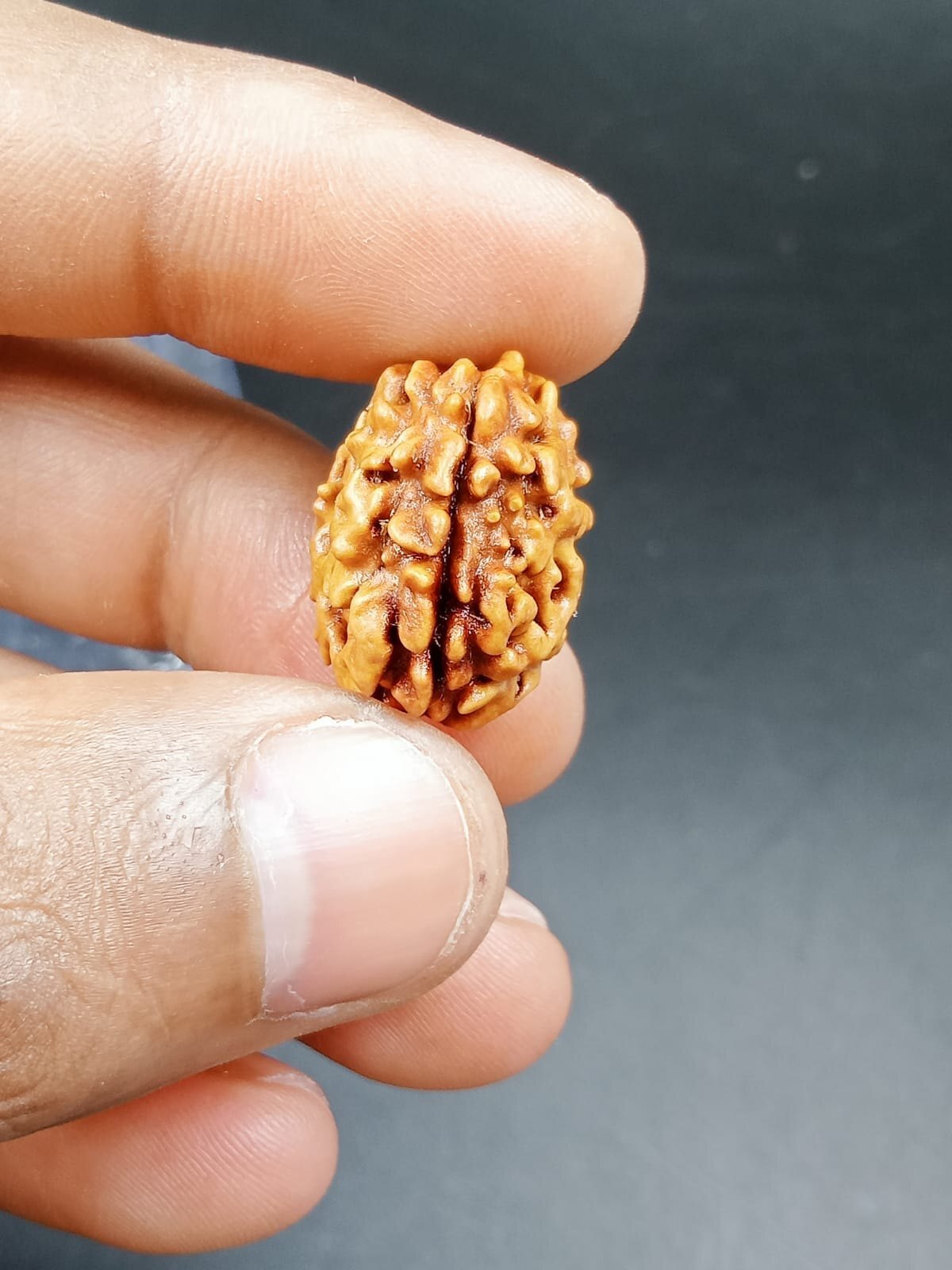 1 Mukhi Rudraksha Himalayan