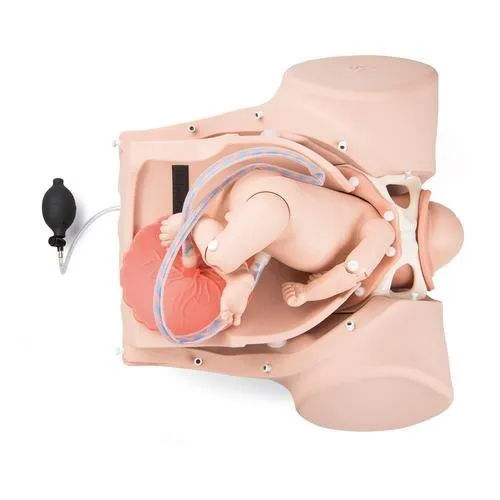 Female Pelvis With Child Model Mannequin