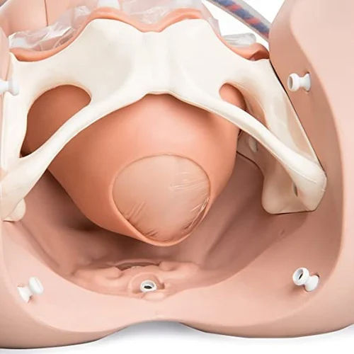 Birth Simulator Mannequin