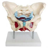 Female Pelvis Muscles And Organs Mannequin