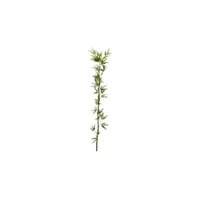 2mm single bamboo 6.5 ft and 8.5 ft without pot