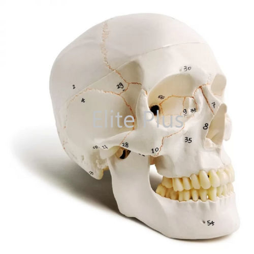 Zx-1232pn Skull With Well Marked Sutures