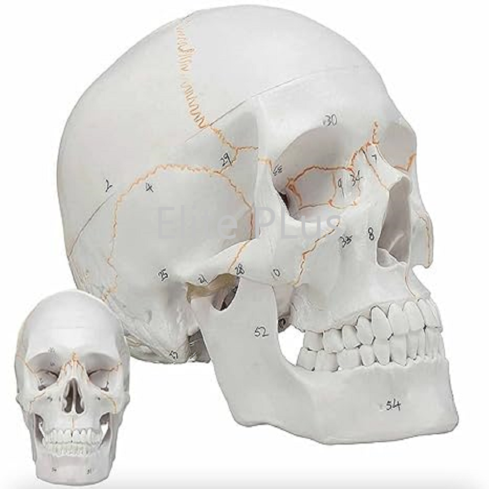 ZX-1232PN Skull with Well Marked Sutures