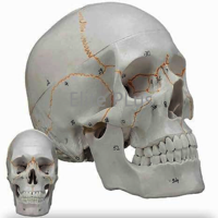 ZX-1232PN Skull with Well Marked Sutures