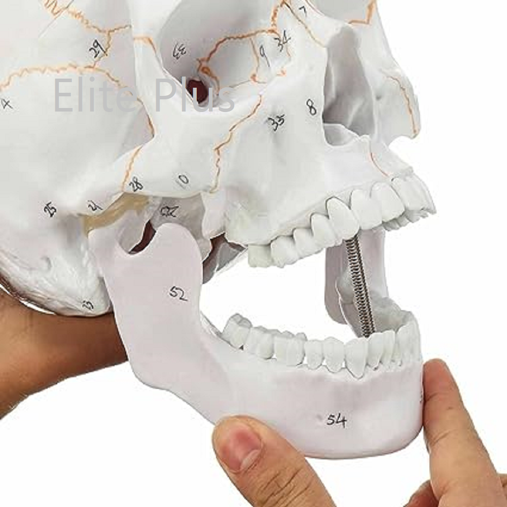 ZX-1232PN Skull with Well Marked Sutures