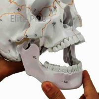 ZX-1232PN Skull with Well Marked Sutures