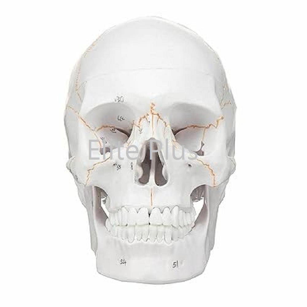 ZX-1232PN Skull with Well Marked Sutures